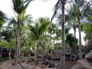 cocos nucifera .jpg